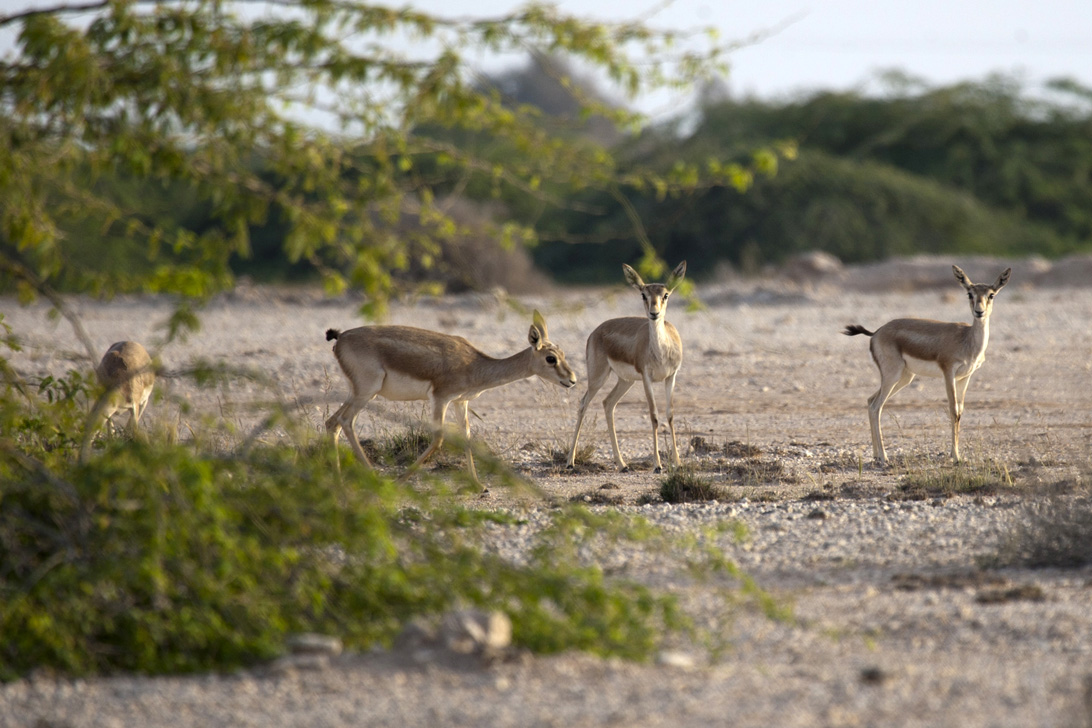 فضای داخلی پارک آهوان کیش